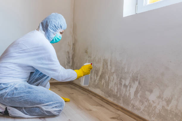 Licensed Basement Mold Removal service in Downingtown, PA - WQB Mold Removal