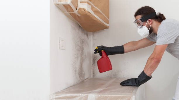 Professional Basement Mold Removal technician working in Downingtown, PA