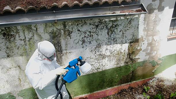 Top rated local Basement Mold Removal specialists in Downingtown, PA